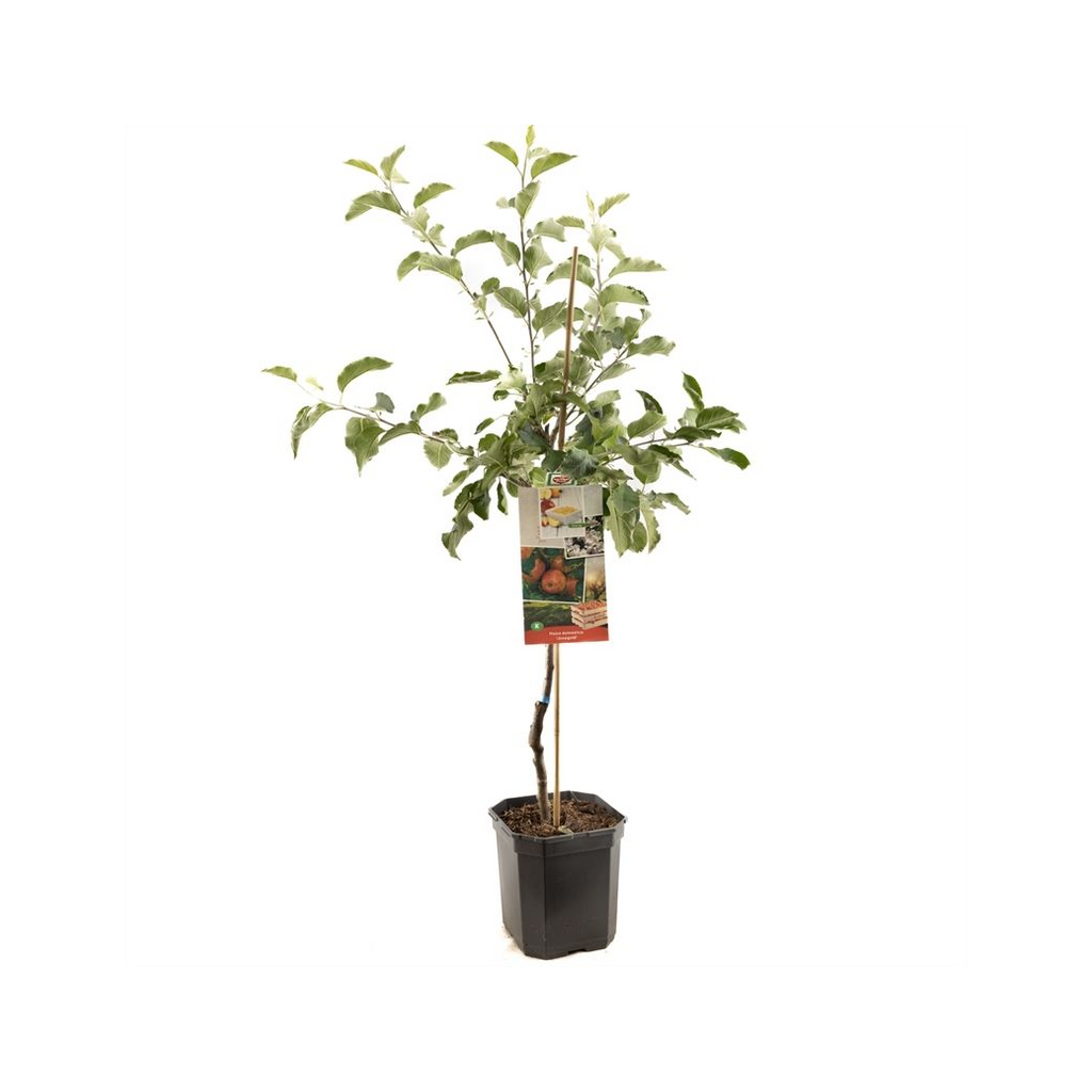Rode handappel (Malus dom. Jonagold laagstam) H 160 ø 24 cm