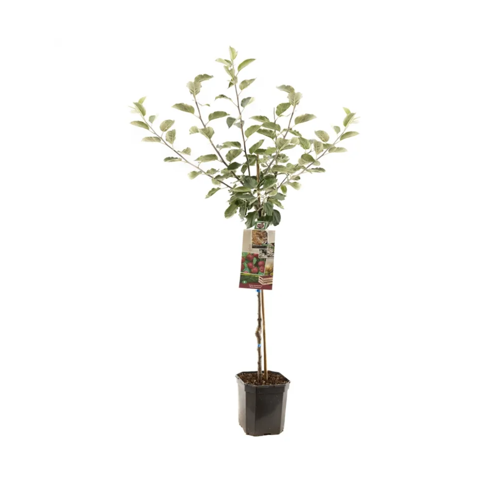 Rode moesappel (Malus dom. Rode Boskoop laagstam) H 160 ø 24 cm