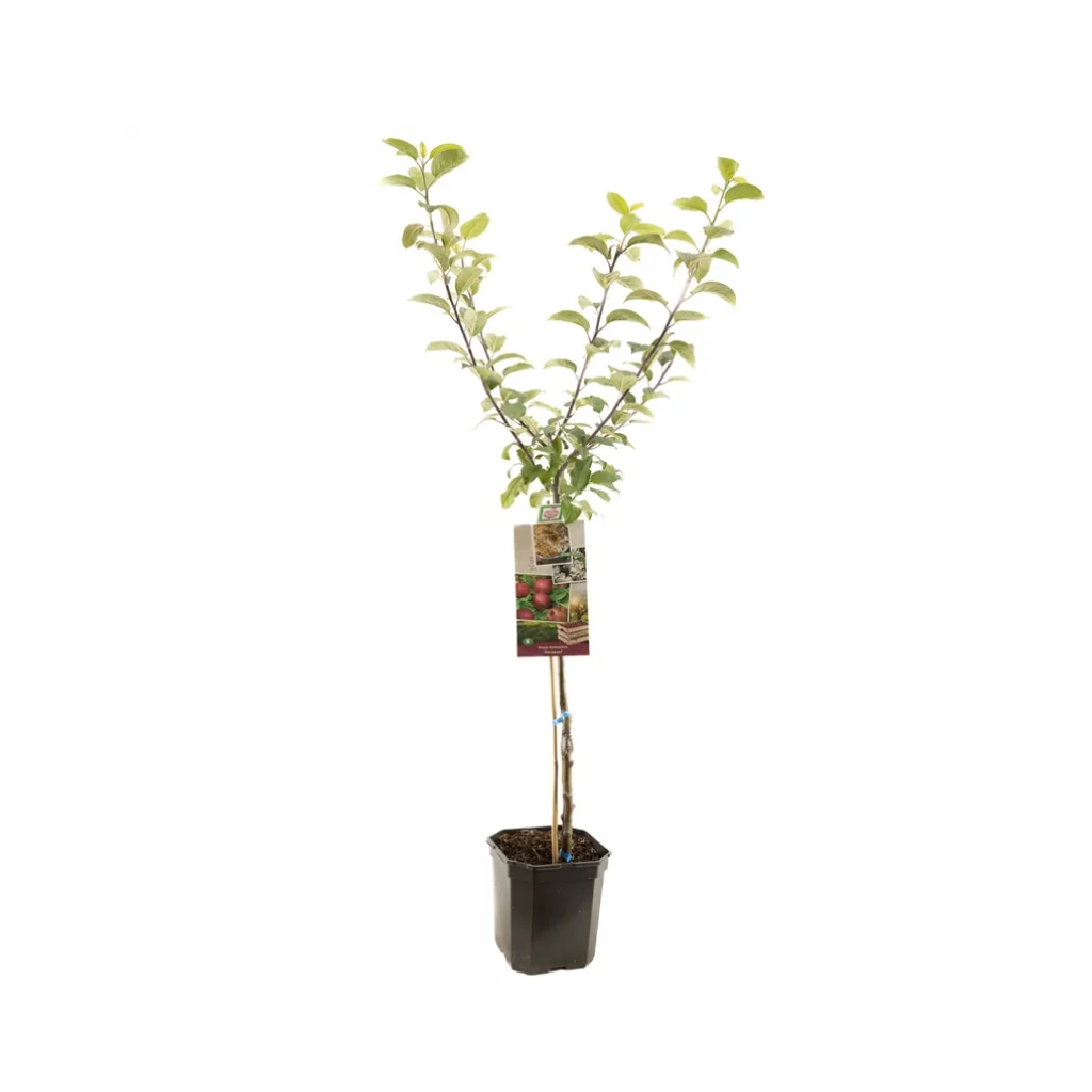 Rode handappel (Malus dom. Sterappel laagstam) H 160 ø 24 cm