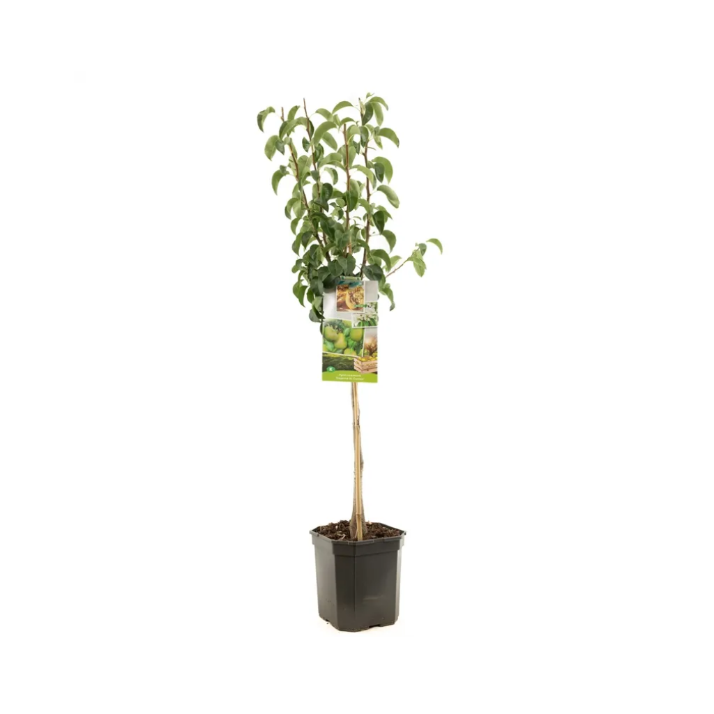 Handpeer (Pyrus comm. Conference laagstam) H 160 ø 24 cm