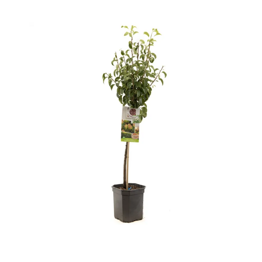 Handpeer (Pyrus comm. Bonne Louise laag) H 160 ø 24 cm