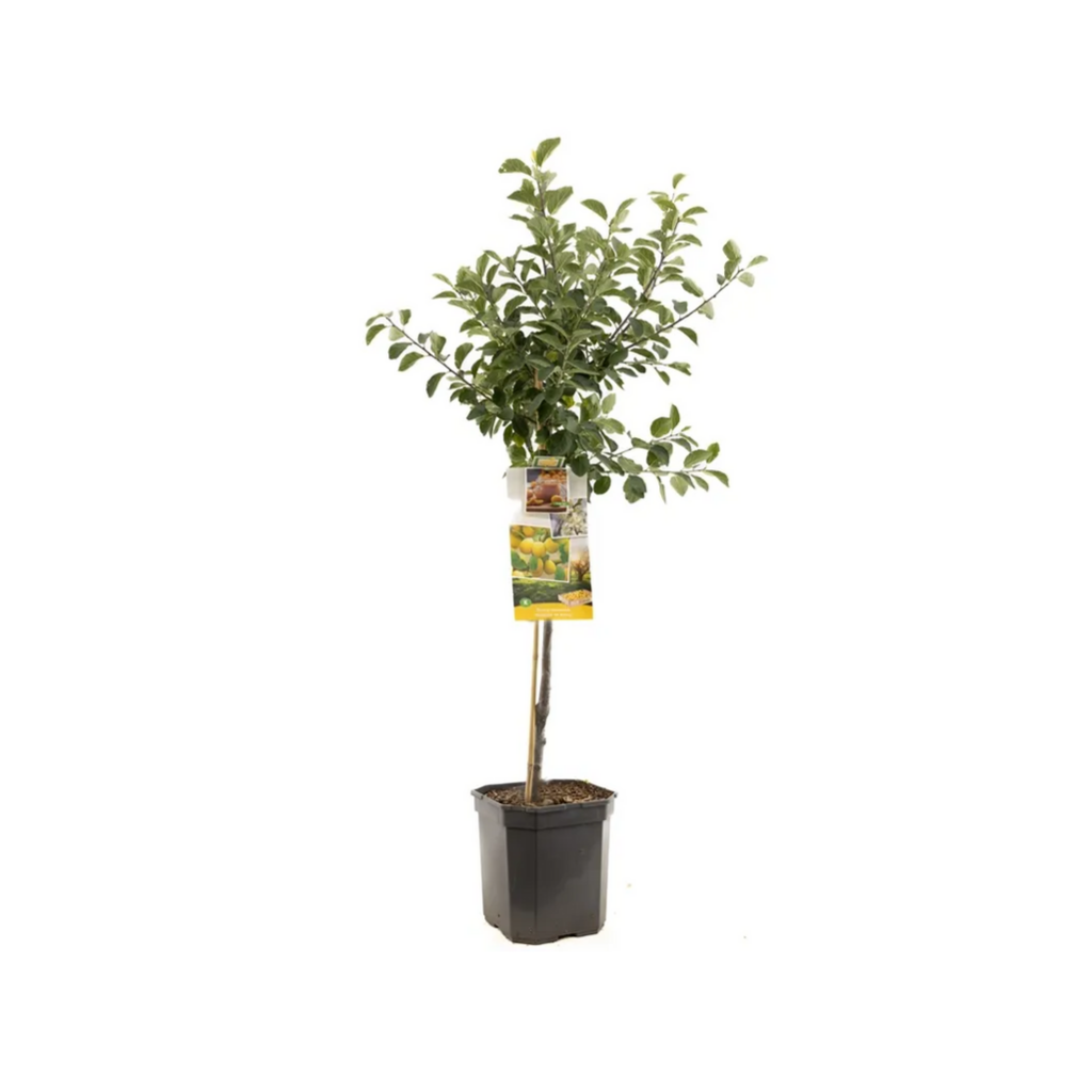 Gele pruim (Prunus dom. Mirab. de Nancy laag) H 160 ø 24 cm