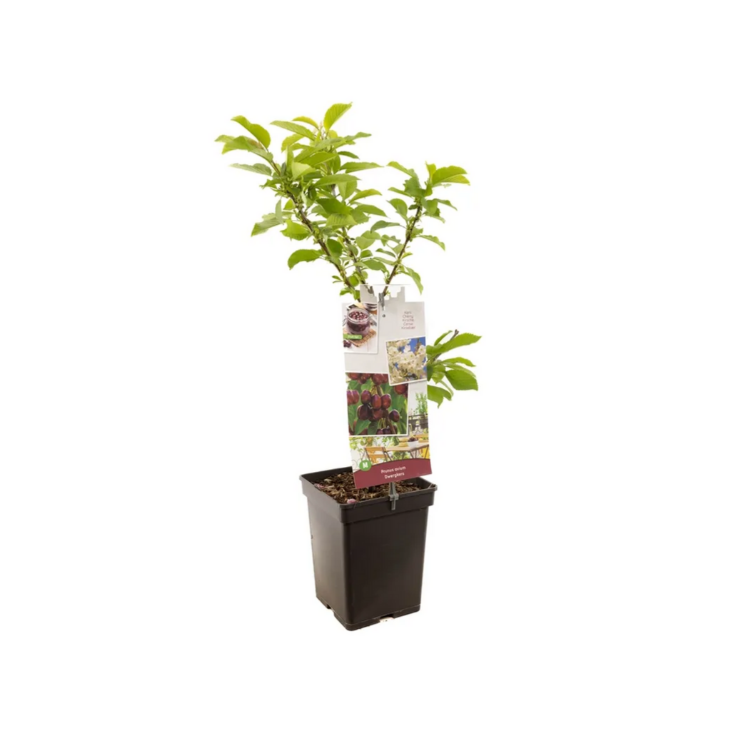 Dwergkers (Prunus avium Dwergkers) H 90 ø 18 cm