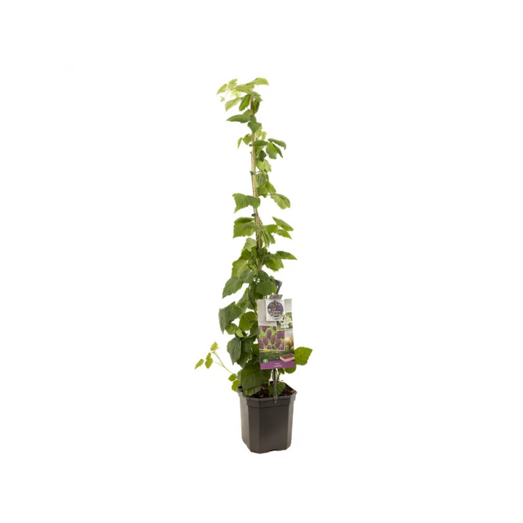 Doornloze kruising braam framboos (Rubus Loganbes P24) H 150 ø 24 cm