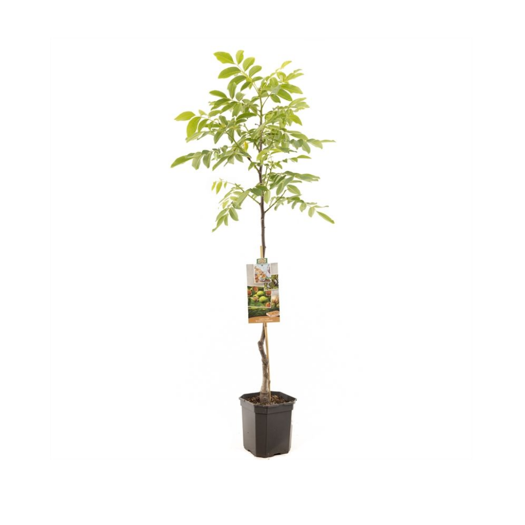 Veredelde walnoot (Juglans regia Broadview spil (vered) H 120 ø 24 cm