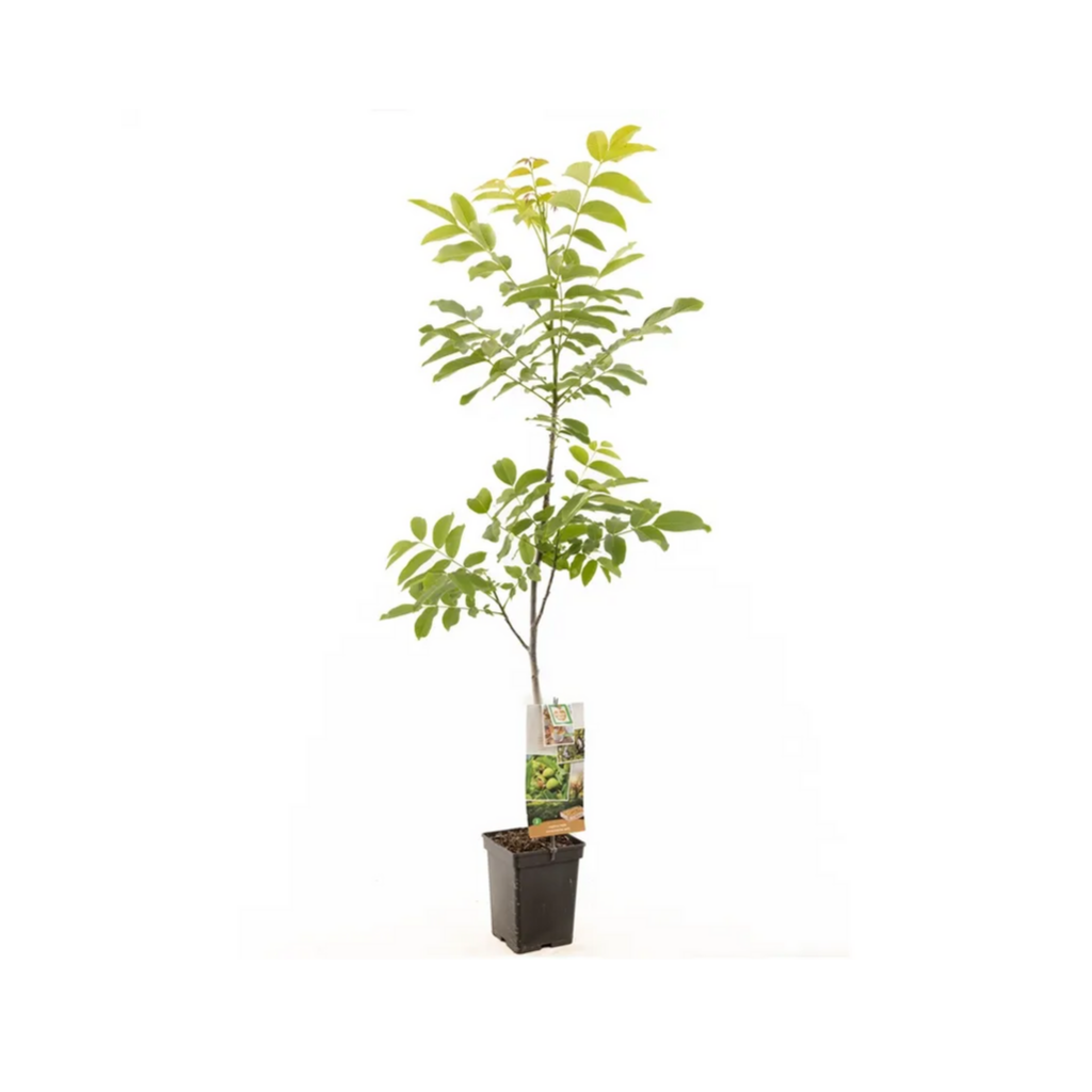 Onveredelde walnoot (Juglans regia spil (onveredeld)) H 100 ø 18 cm
