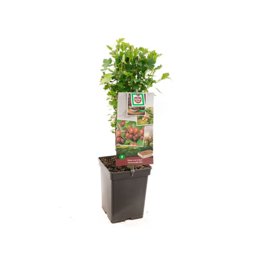 Rode kruisbes (Ribes uva-crispa Hinnonmäki Röd) H 60 ø 18 cm
