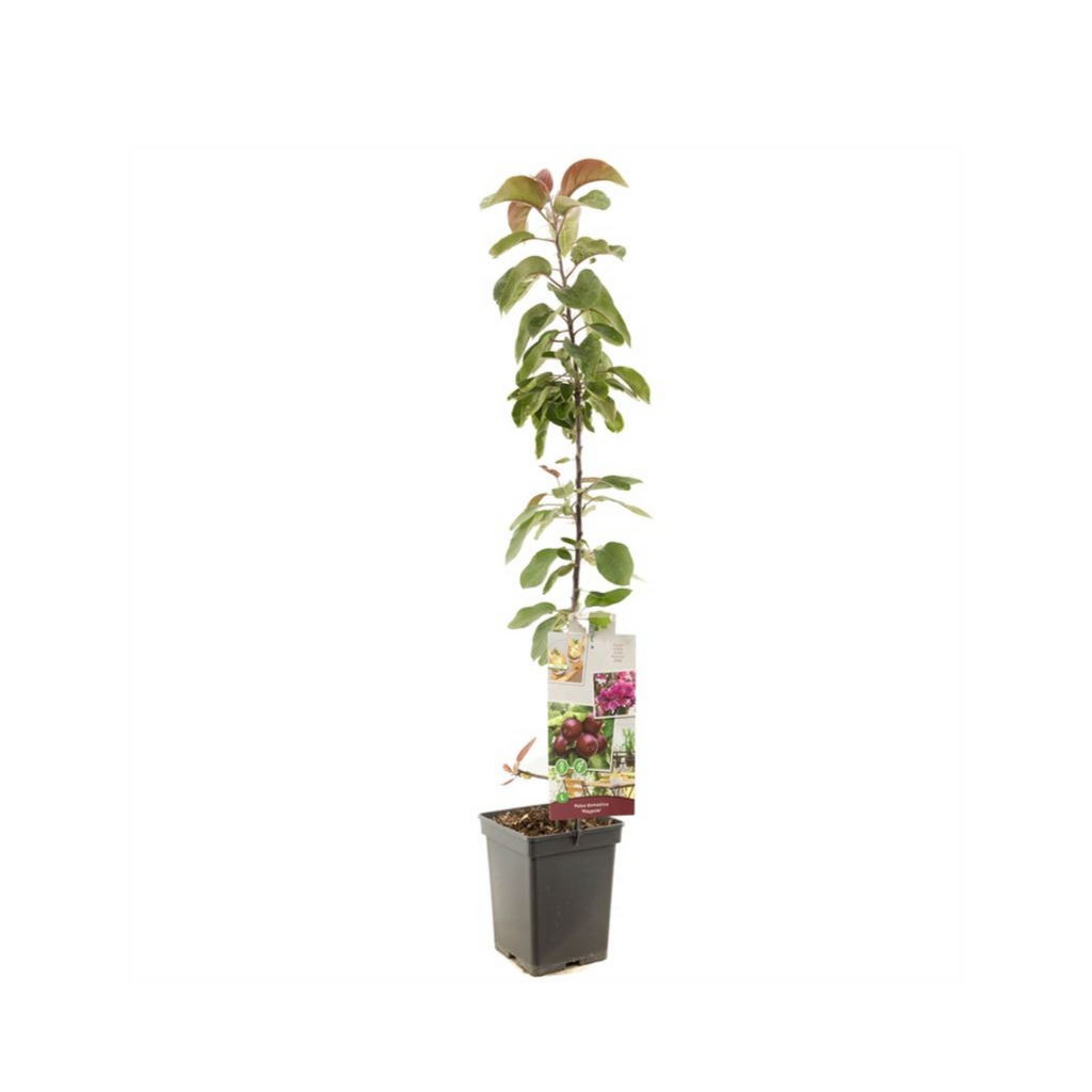 Purper rode appel (Malus dom. Maypole zuilvorm) H 110 ø 18 cm