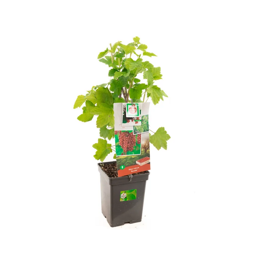 Rode bes (Ribes rubrum Rovada) H 60 ø 18 cm