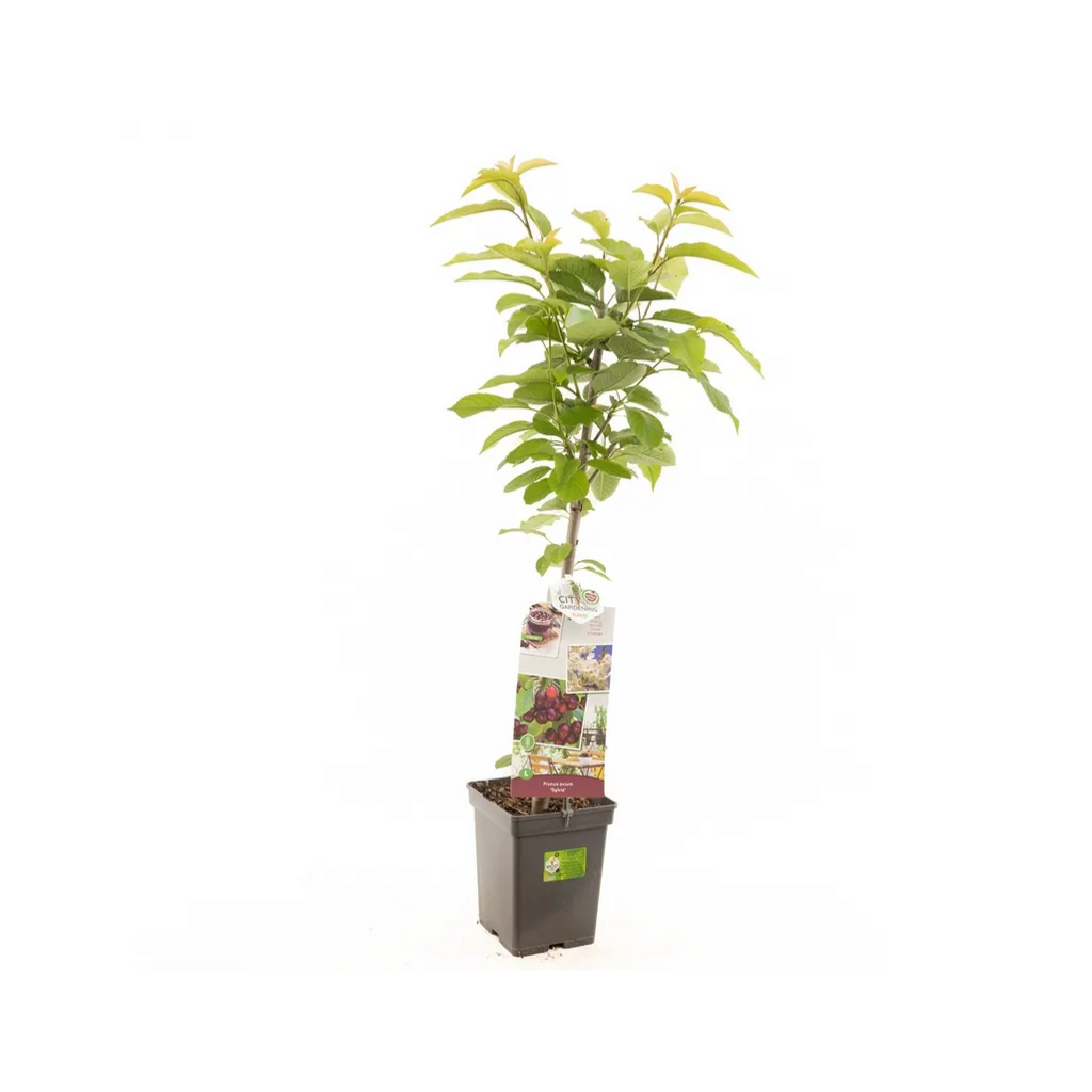 Rode zoete kers (Prunus avium Sylvia zuilvorm) H 110 ø 18 cm