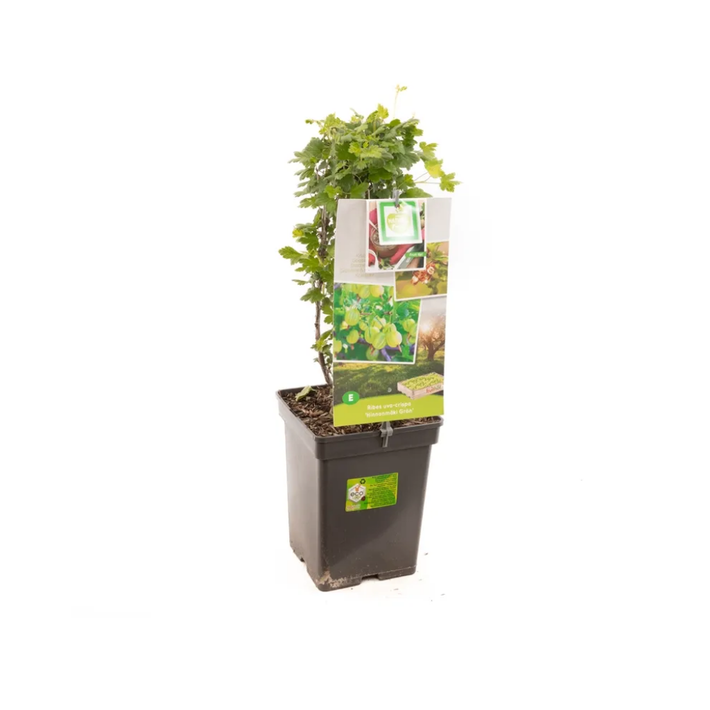 Groene kruisbes (Ribes uva-crispa Hinnonmäki Grön) H 60 ø 18 cm