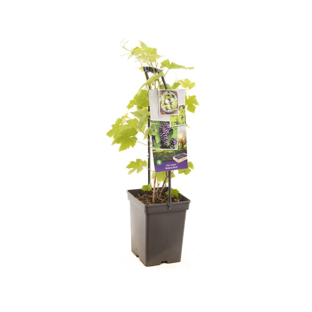 Blauwe druif (Vitis vin. Boskoop Glorie - draagbe) H 65 ø 18 cm