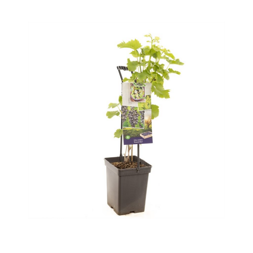 Blauwe druif (Vitis vin. Muscat Blue - draagbeuge) H 65 ø 18 cm