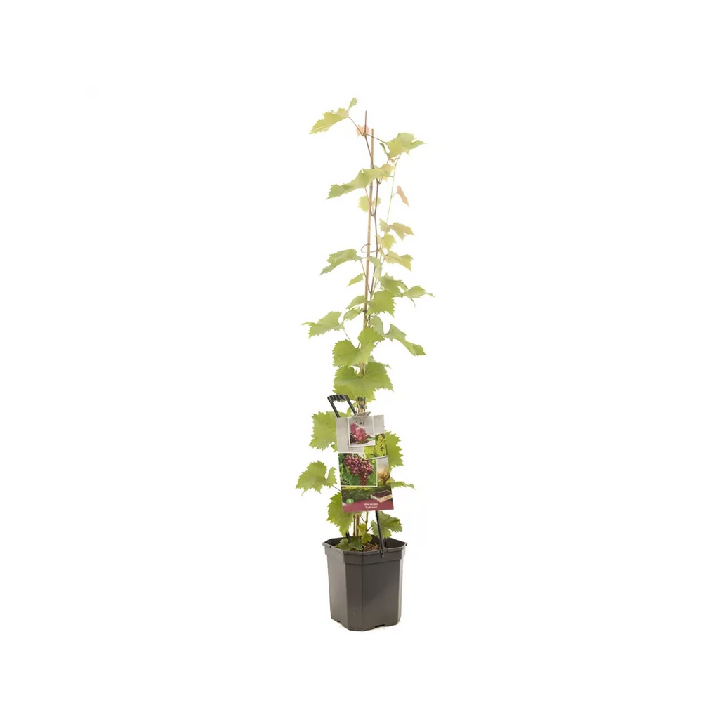 Roze druif (Vitis vinifera Katharina P24) H 150 ø 24 cm