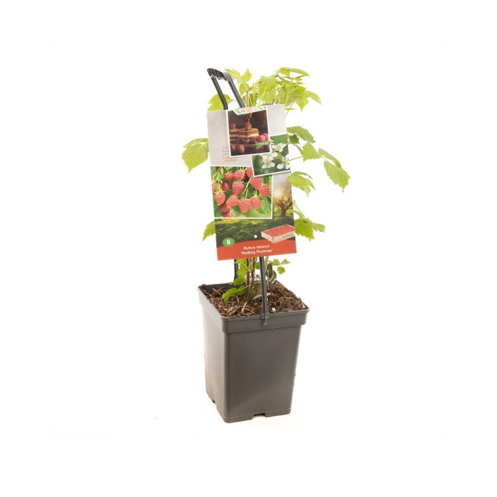 Zomerframboos (Rubus id. Malling Promise - draagbe) H 65 ø 18 cm