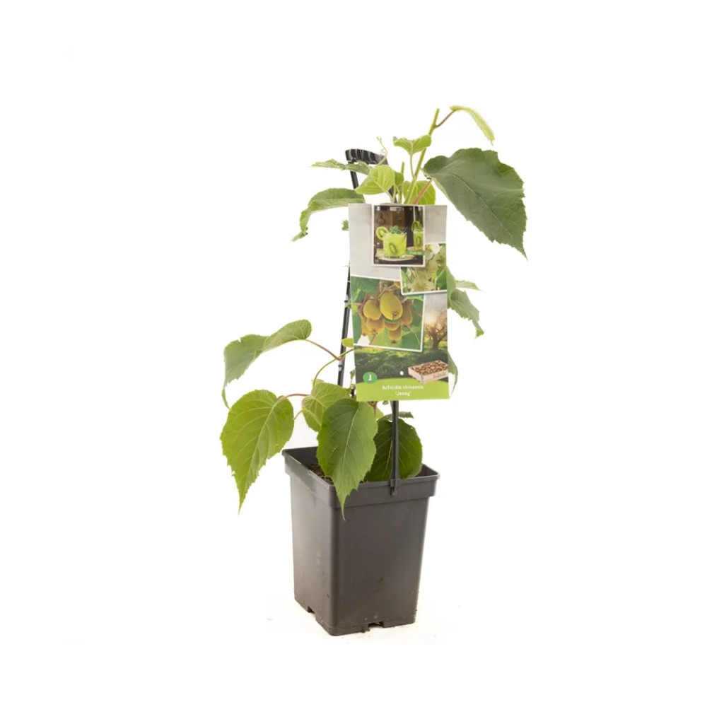 Zelfbestuivende kiwi (Actinidia ch. Jenny - draagbeugel) H 65 ø 18 cm