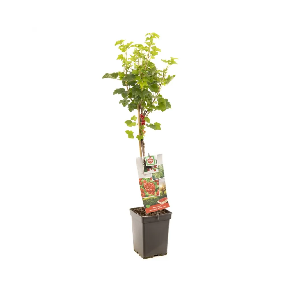 Rode bes, vroeg rijpend (Ribes rubrum Jonkheer van Tets stam) H 120 ø 18 cm