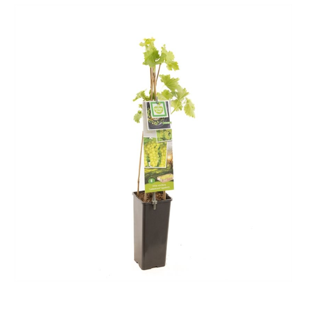 Geënte pitloze witte druif (Vitis vinifera Lakemont (geënt)) H 60 ø 11 cm cm
