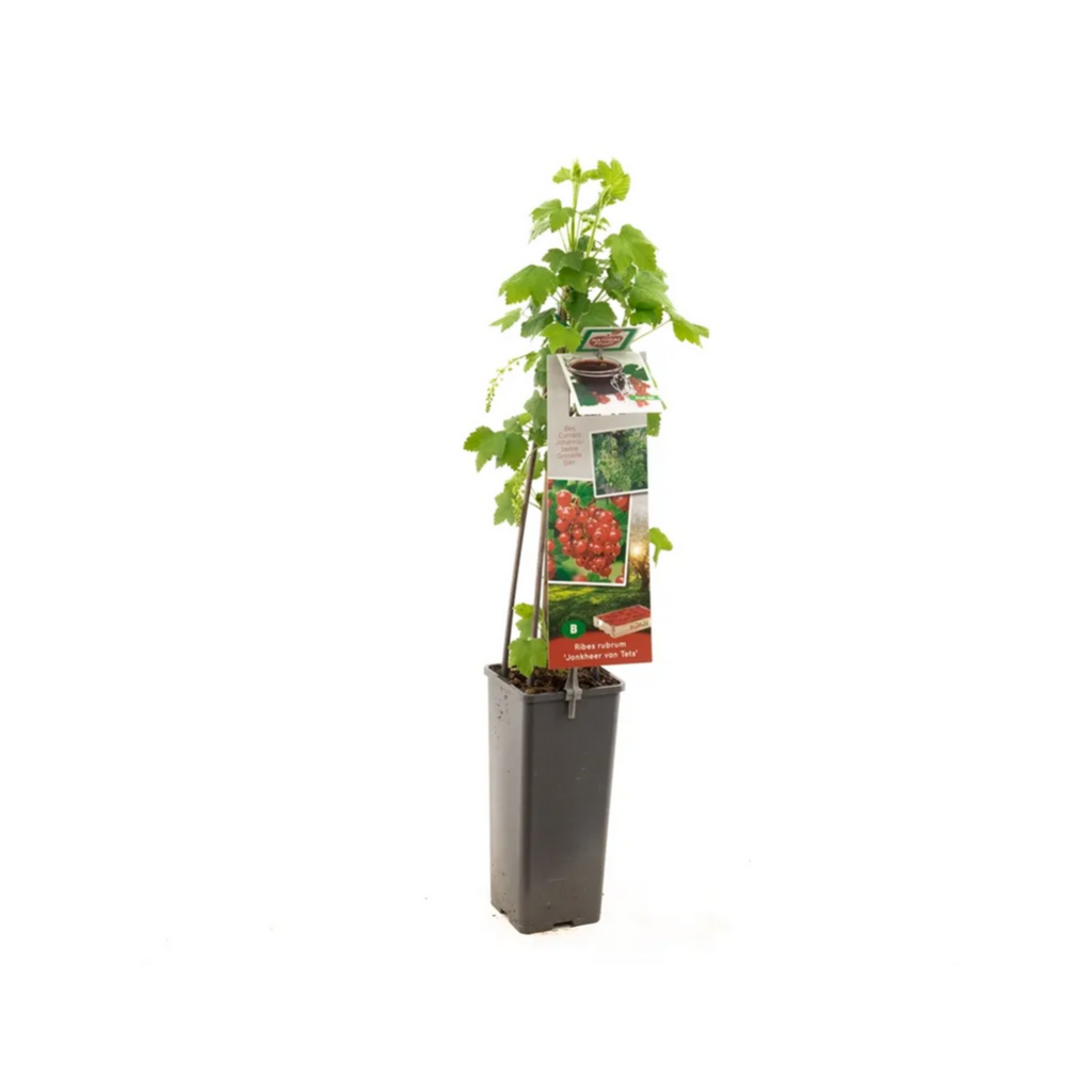 Rode bes, vroeg rijpend (Ribes rubrum Jonkheer van Tets) H 60 ø 11 cm cm