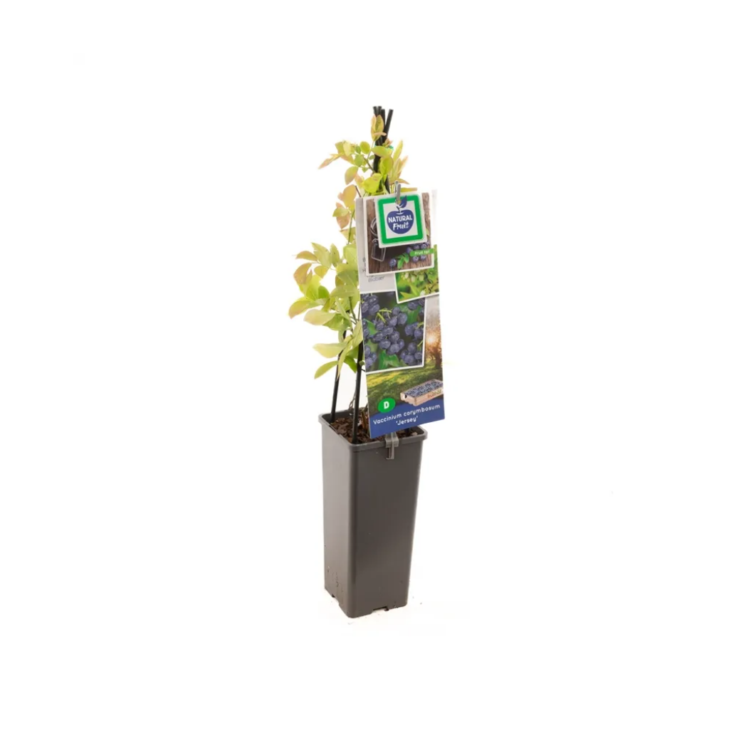 Blauwe bes (Vaccinium corymbosum Jersey) H 60 ø 11 cm cm