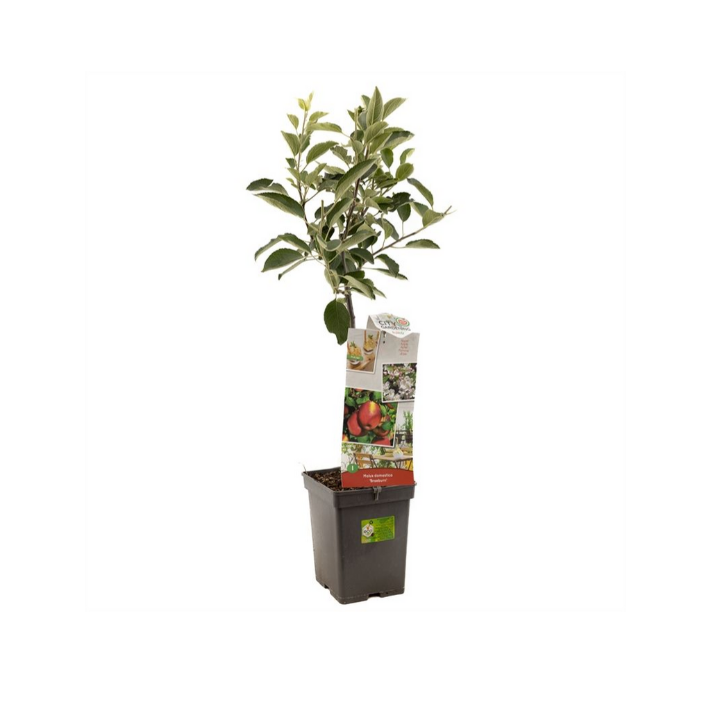 Handappel (Malus dom. Braeburn Patio) H 90 ø 18 cm