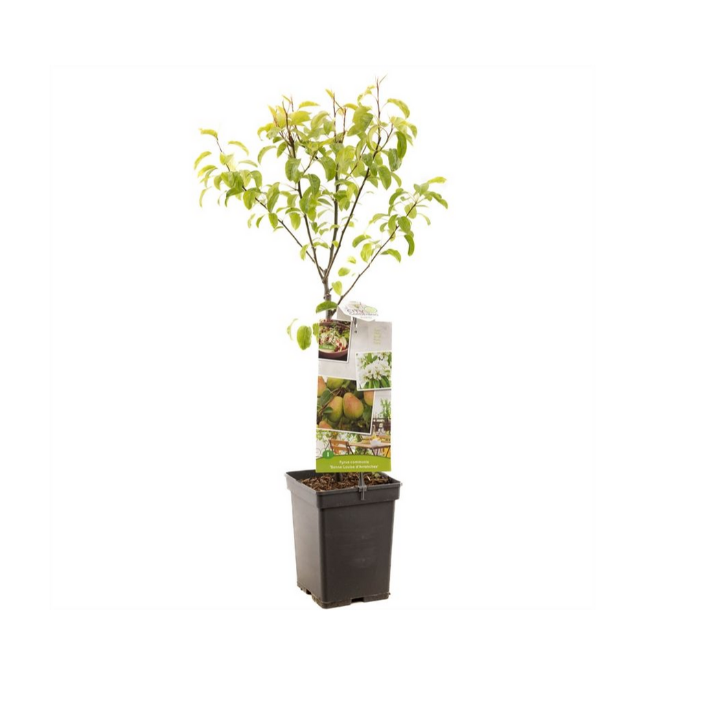 Handpeer (Pyrus comm. Bonne Louise Patio) H 90 ø 18 cm