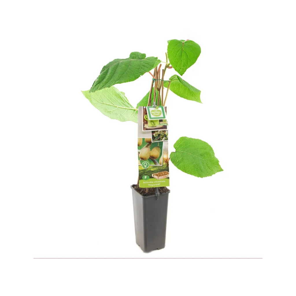 Kiwi, vrouwelijk (Actinidia chinensis Hayward) H 60 ø 11 cm cm