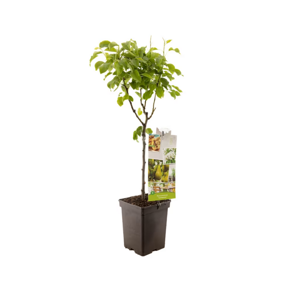 Handpeer (Pyrus comm. Conference Patio) H 90 ø 18 cm