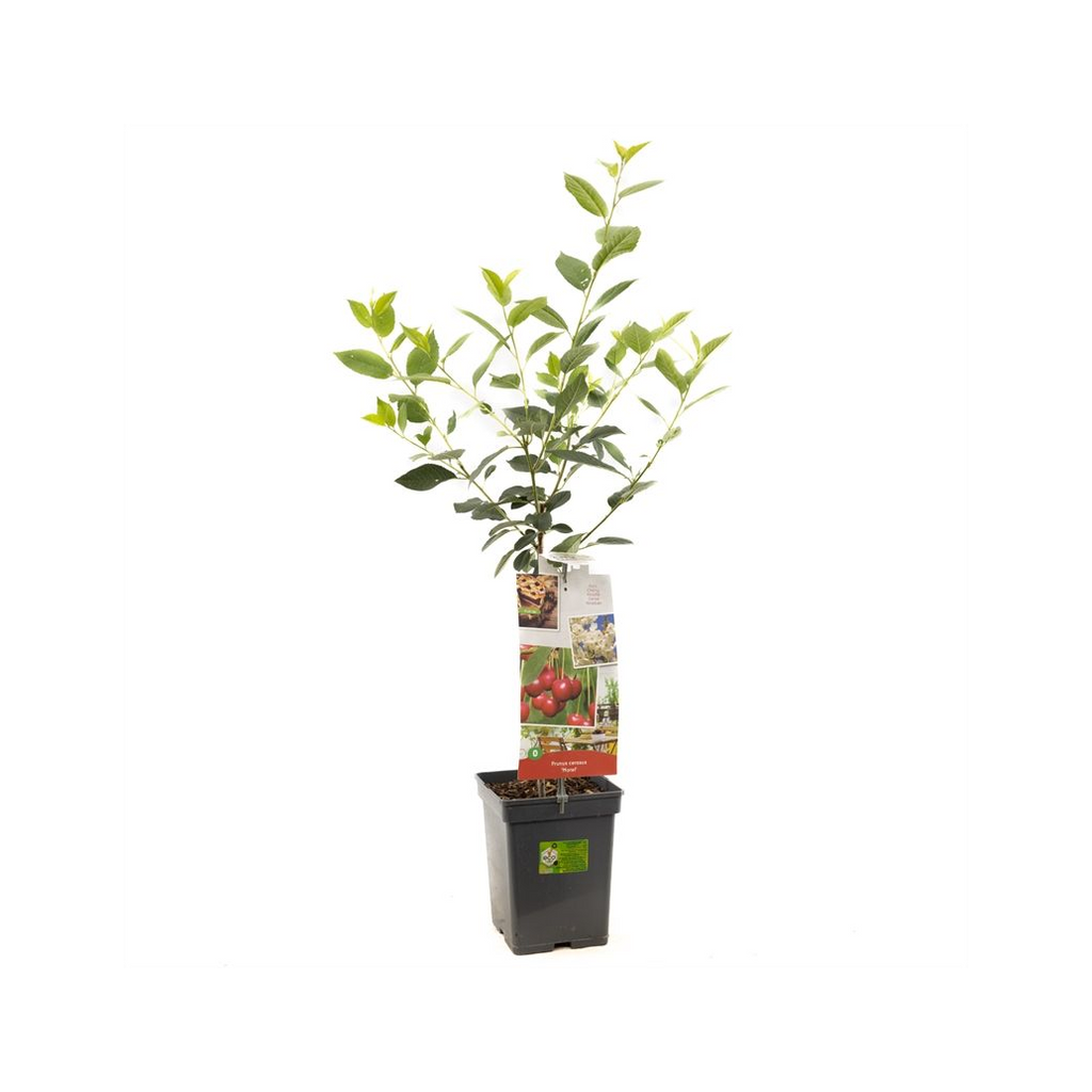 Zure kers (Prunus cerasus Morel Patio) H 90 ø 18 cm