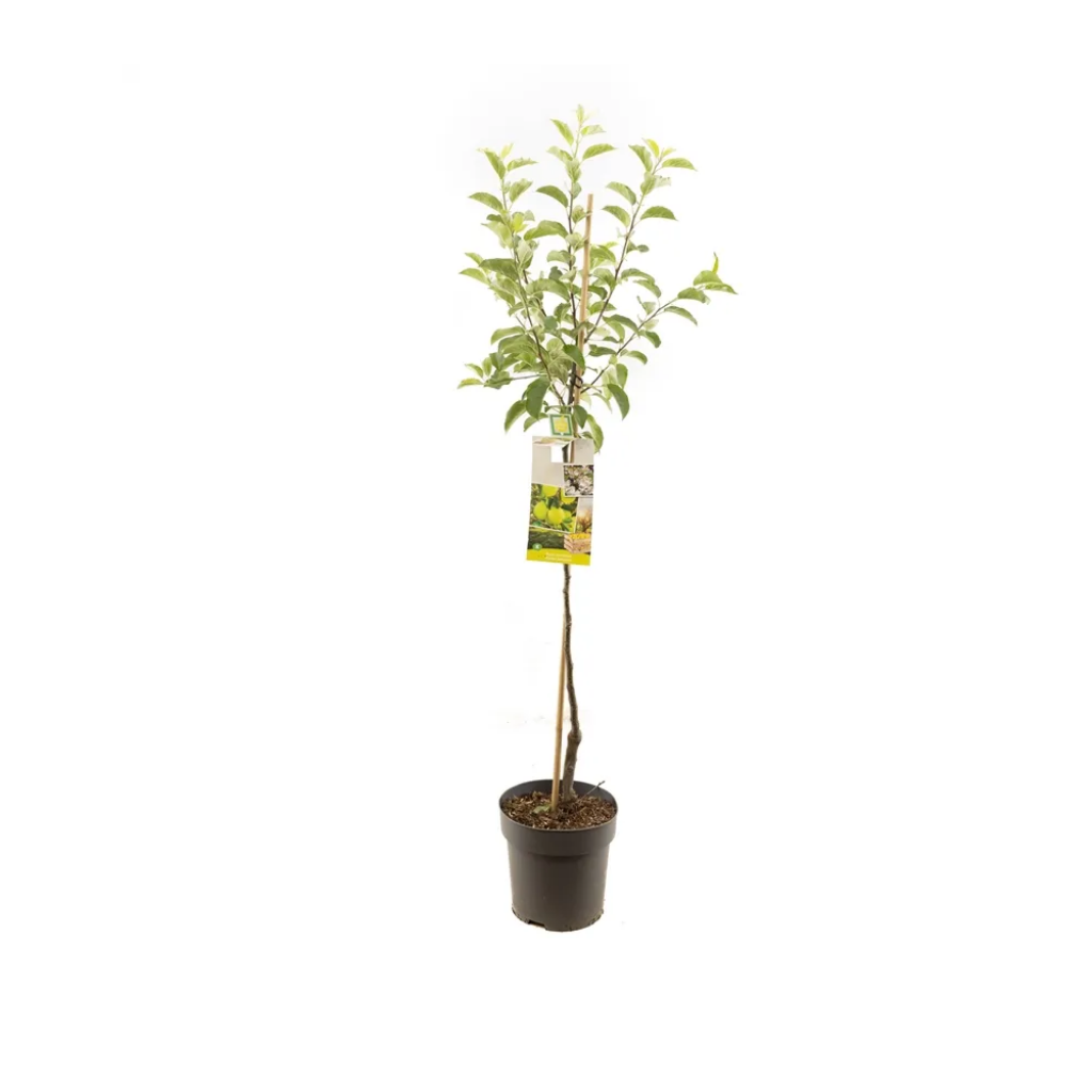 Gele handappel (Malus dom. Golden Delicious half) H 200 ø 27 cm
