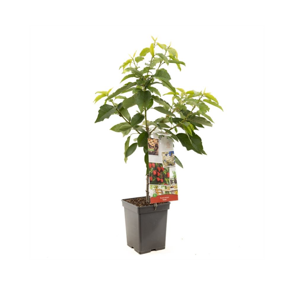 Rode zoete kers (Prunus avium Stella Patio) H 90 ø 18 cm