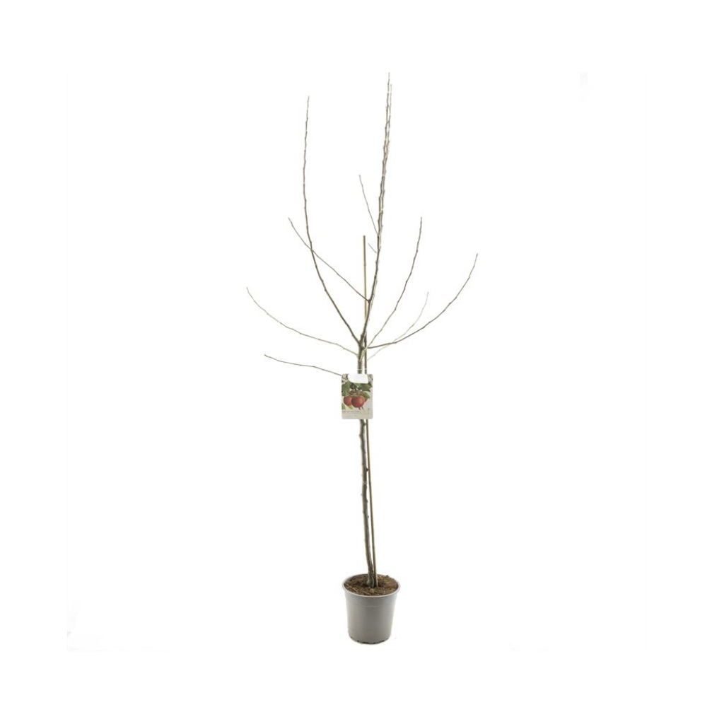 Vers gepot Handappel (Malus dom. Jonathan halfstam) H 230 ø 27 cm