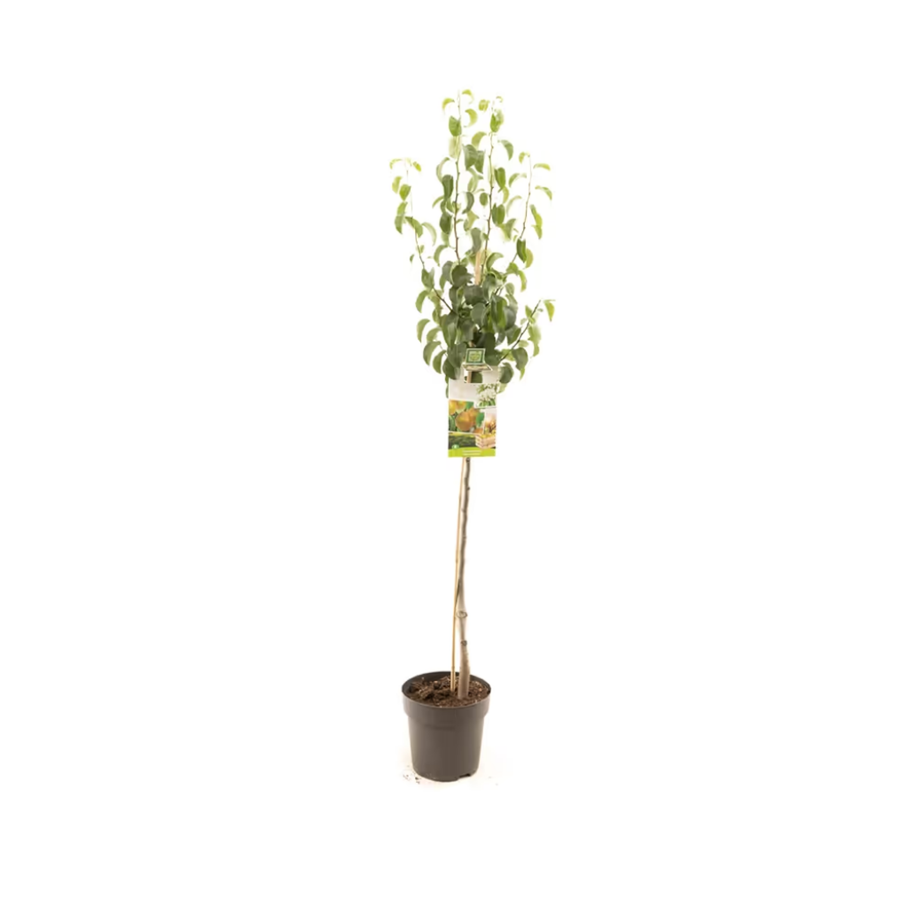 Zoete handpeer (Pyrus comm. Beurré Hardy halfstam) H 200 ø 27 cm