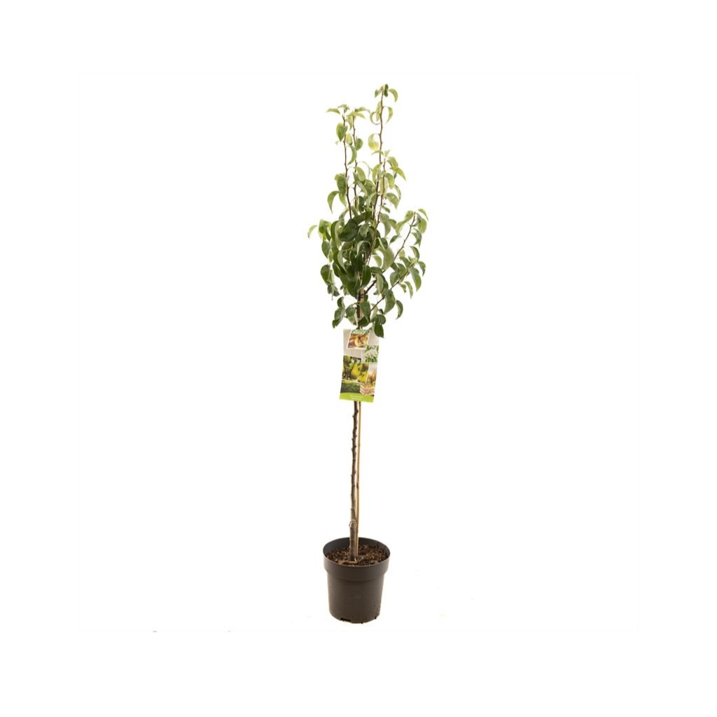 Handpeer (Pyrus comm. Conference halfstam) H 200 ø 27 cm