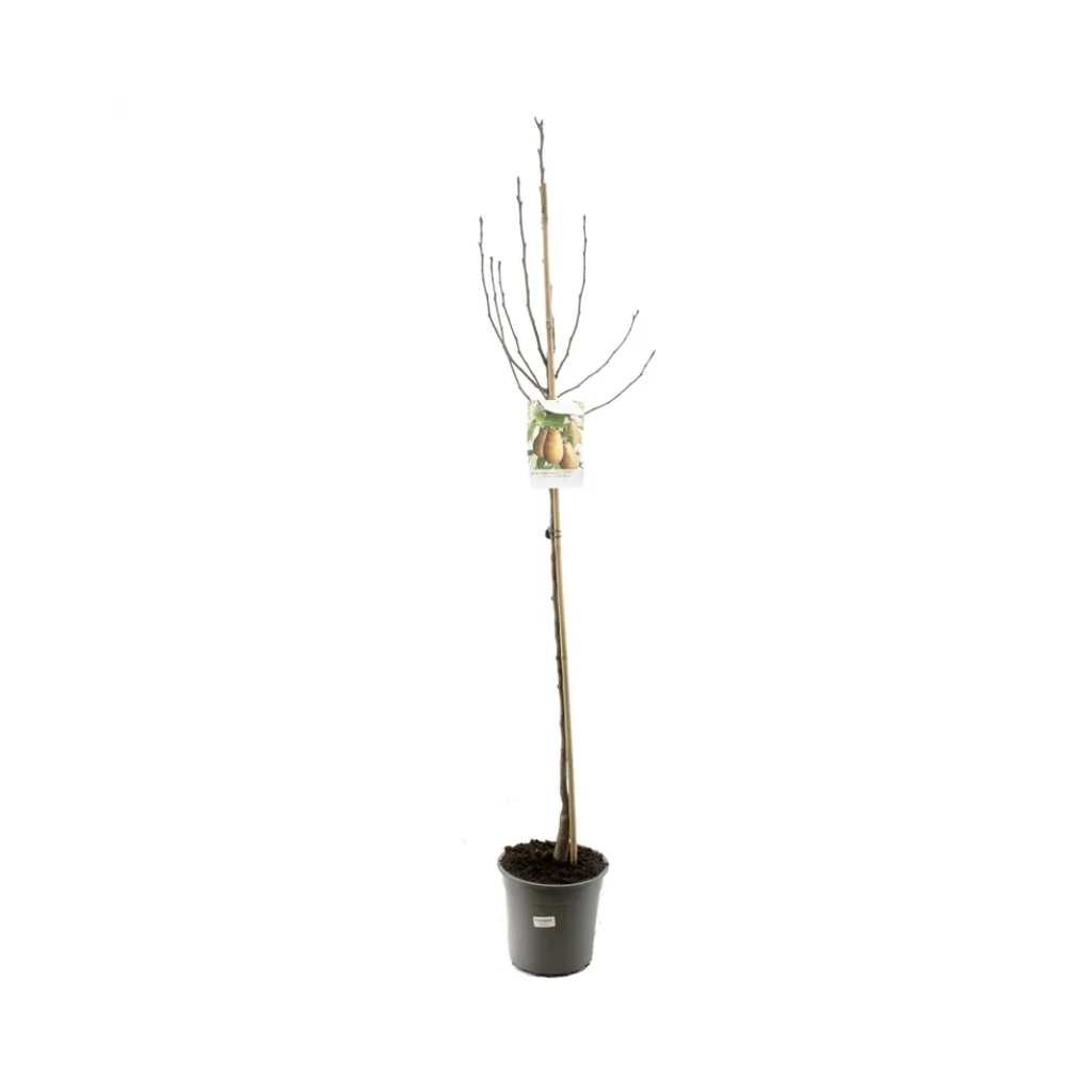 Zoete handpeer (Pyrus comm. Triomphe de Vienne half) H 200 ø 27 cm