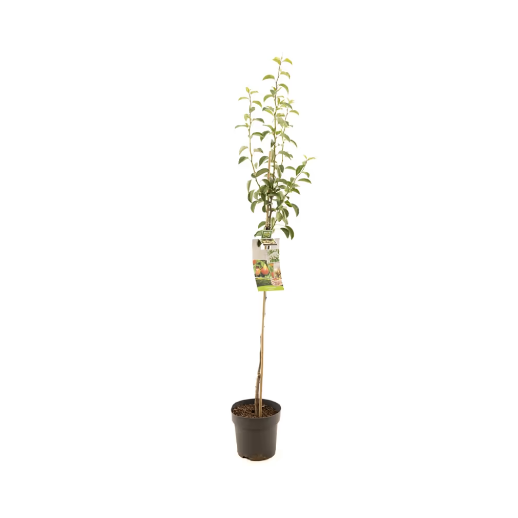 Handpeer (Pyrus comm. Williams halfstam) H 200 ø 27 cm