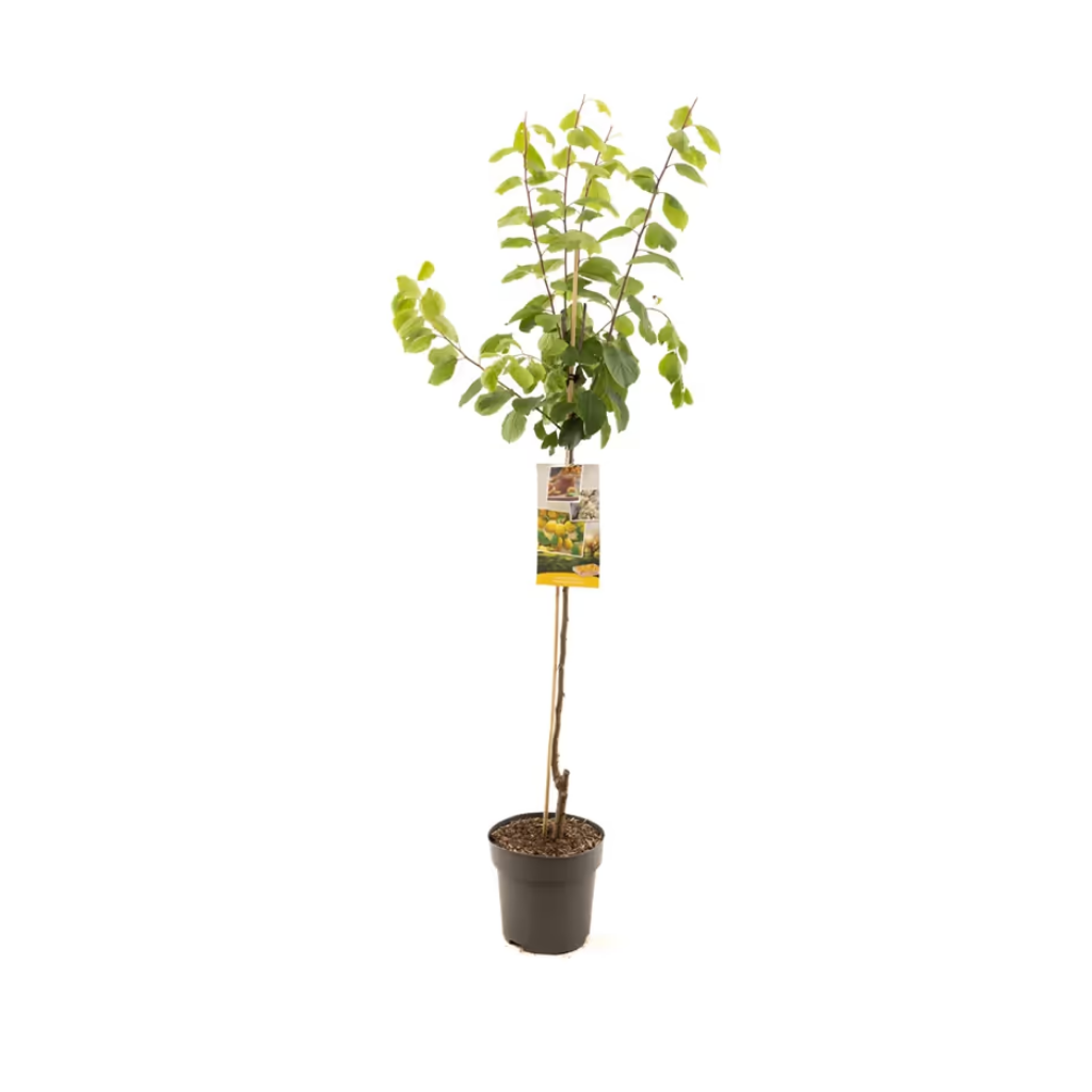 Gele pruim (Prunus dom. Mirab. de Nancy half) H 230 ø 27 cm