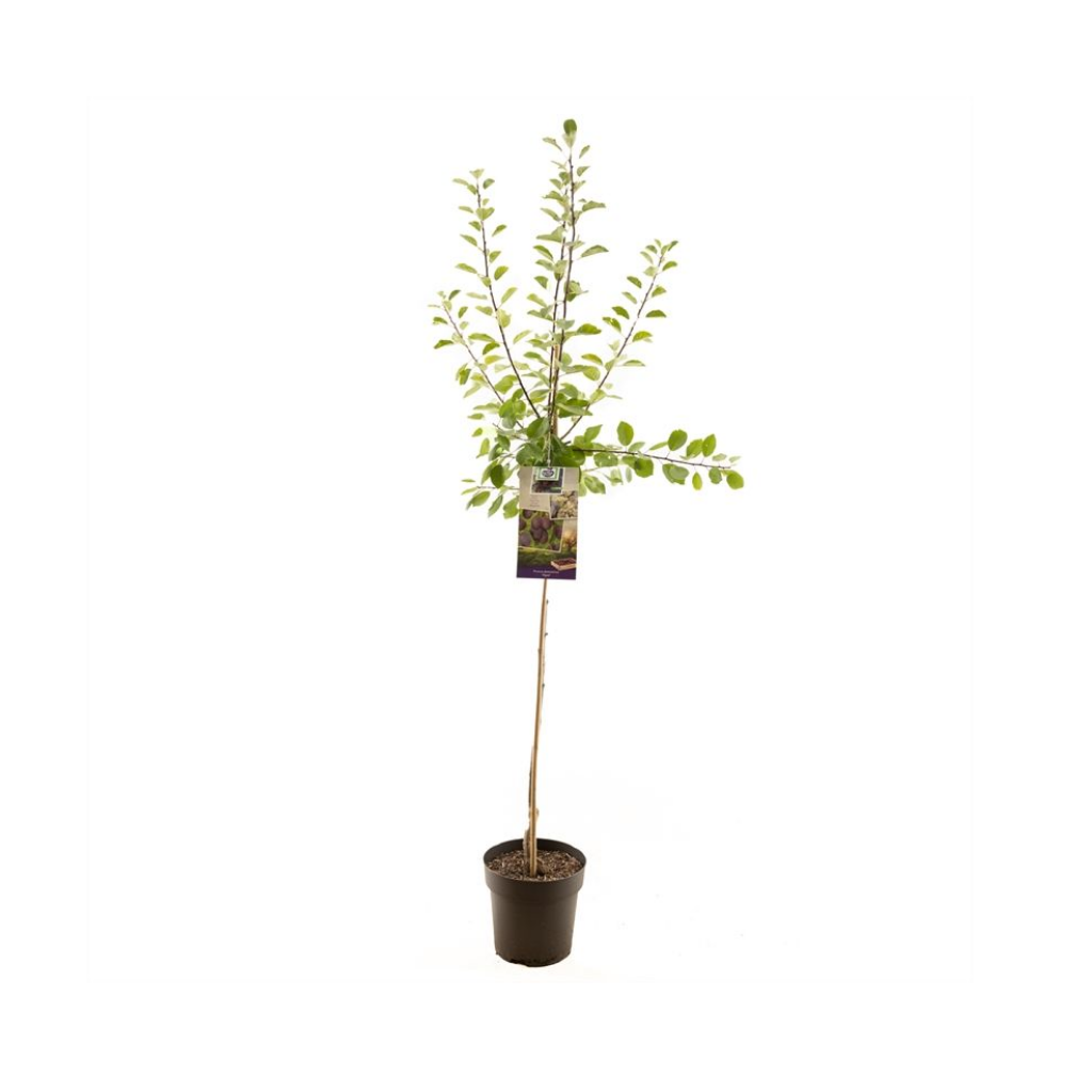 Blauwe pruim (Prunus dom. Opal halfstam) H 230 ø 27 cm