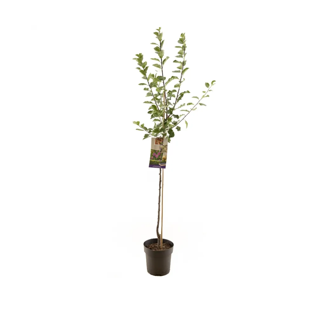 Rood-paarse pruim (Prunus dom. R-Cl. d'Althan halfstam) H 230 ø 27 cm