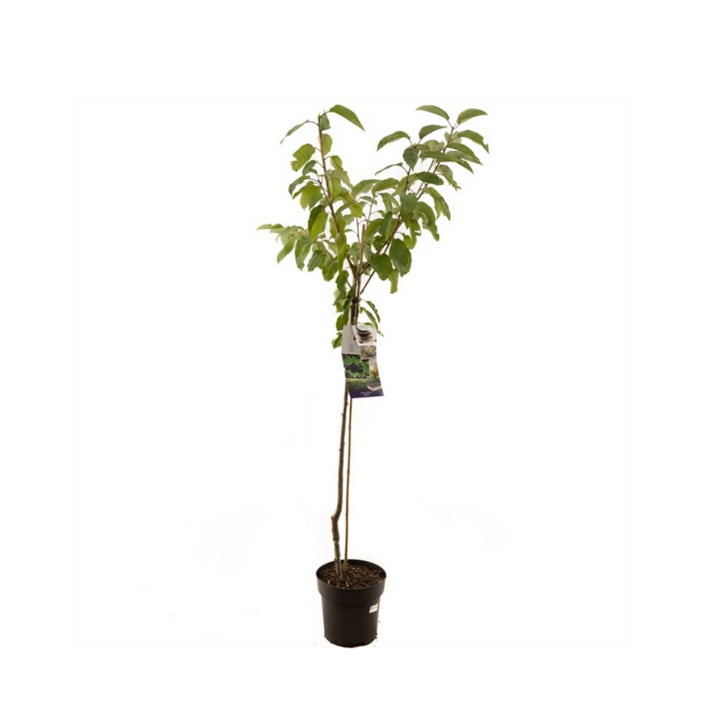 Zoete kers (Prunus avium Burlat halfstam) H 230 ø 27 cm