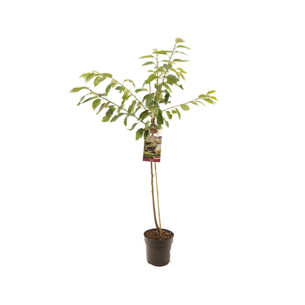 Donkerrode kers (Prunus avium Kordia halfstam) H 230 ø 27 cm