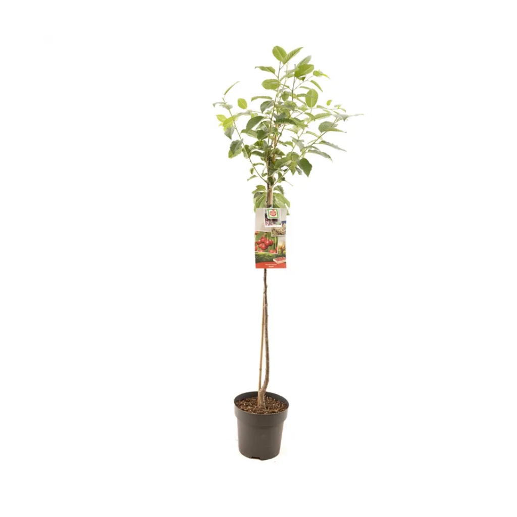Zure kers (Prunus cerasus Morel halfstam) H 230 ø 27 cm