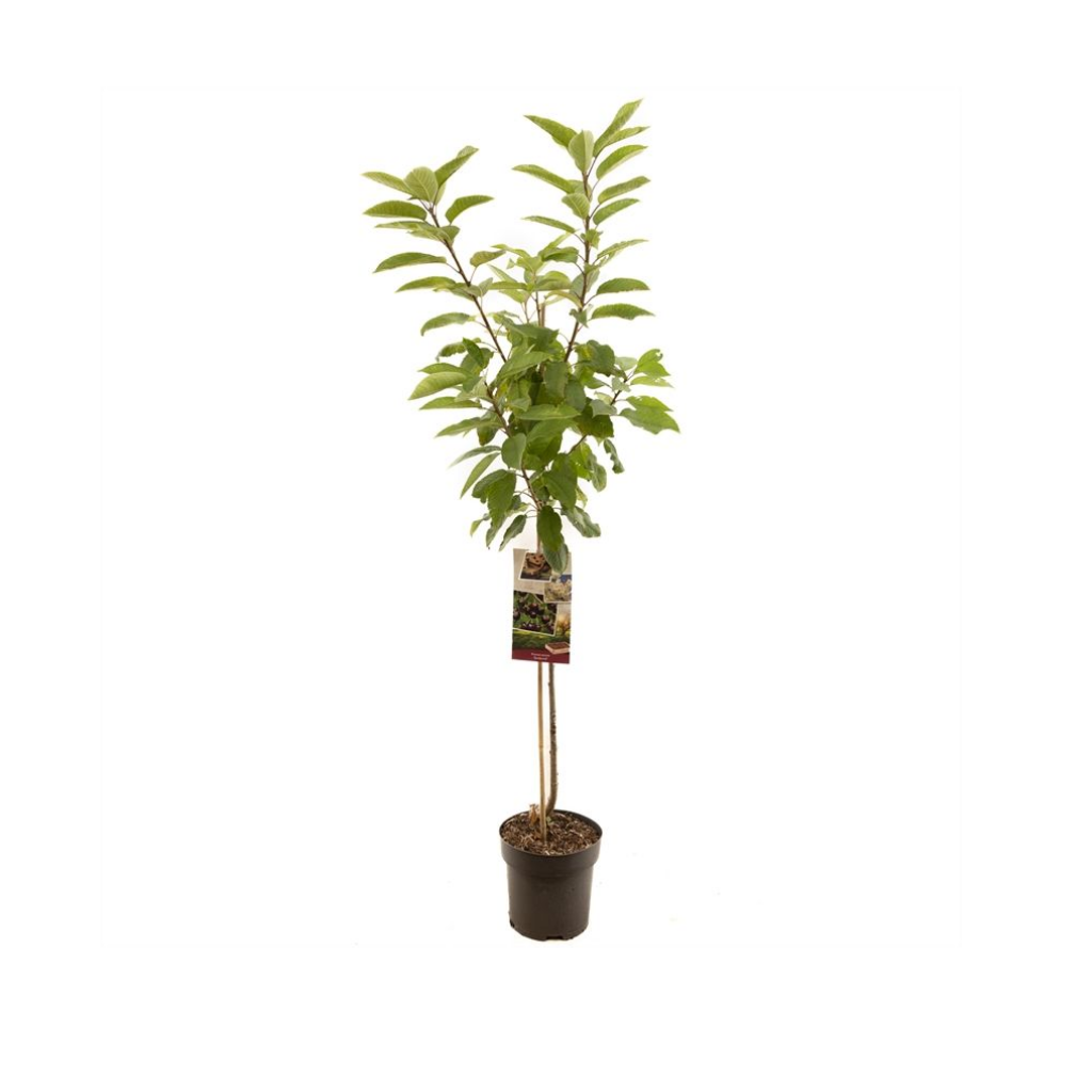 Zoete kers (Prunus avium Sunburst halfstam) H 230 ø 27 cm