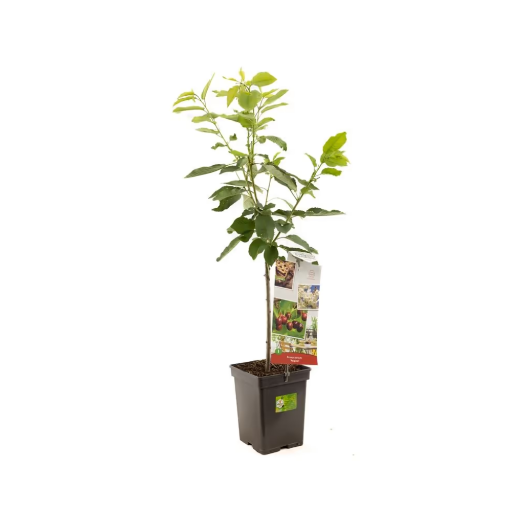 Zoete kers (Prunus avium Regina Patio) H 90 ø 18 cm