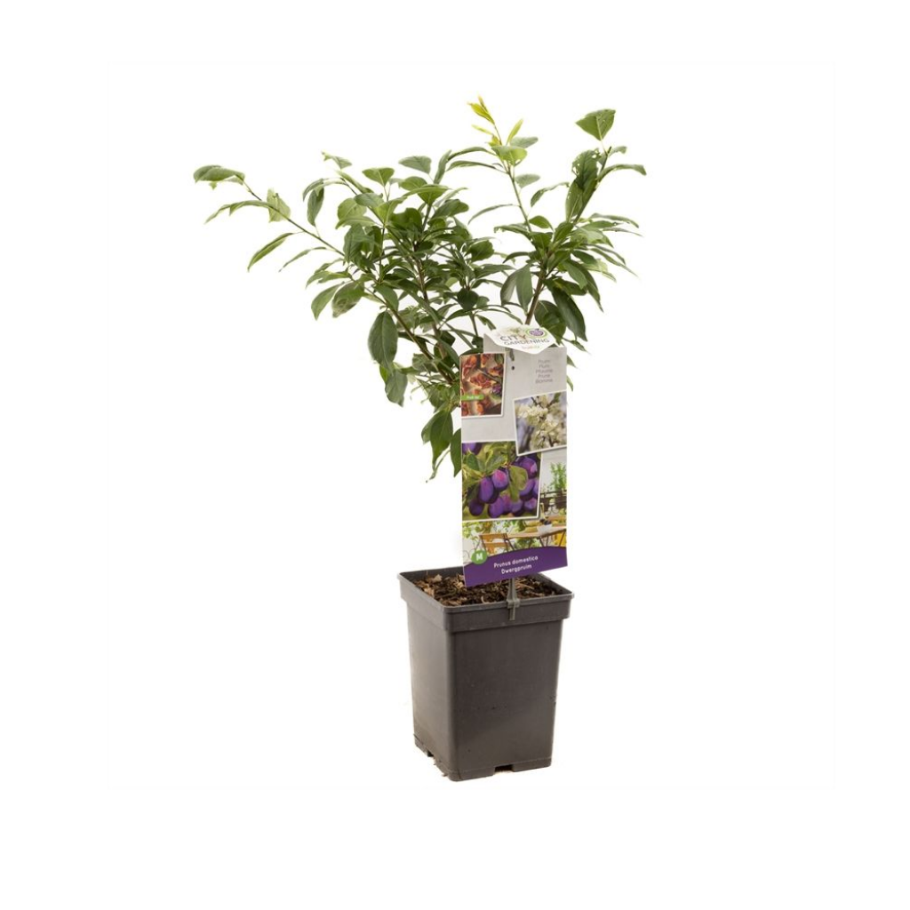 Dwergpruim (Prunus dom. Dwergpruim) H 90 ø 18 cm