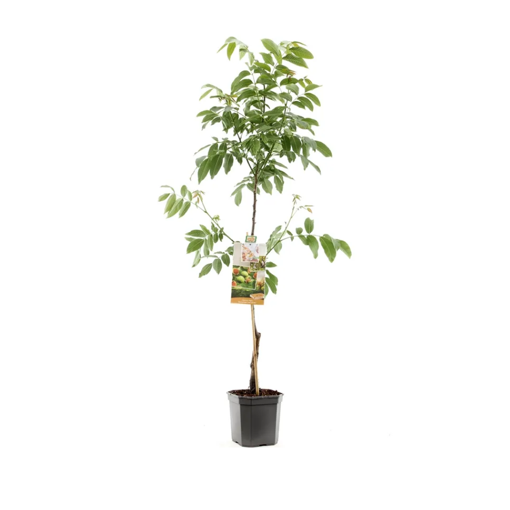 Veredelde walnoot (Juglans regia Buccaneer spil (vered) H 120 ø 24 cm