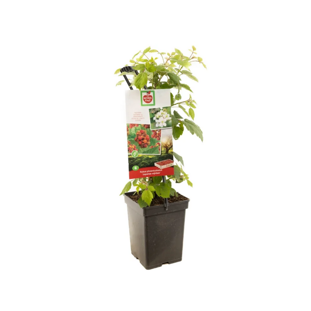 Japanse wijnbes (Rubus ph. Jap. Wijnbes - draagbeuge) H 65 ø 18 cm