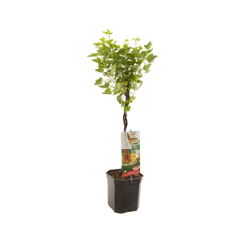 2 bessen gevlochten stam (Ribes r. Duo-bes gevlochten stam) H 110 ø 24 cm