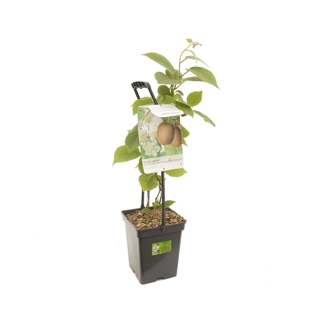 Atlas x Hayward Kiwi in 1 pot (Actinidia ch. 'Huwelijk' - draagbeu) H 65 ø 18 cm