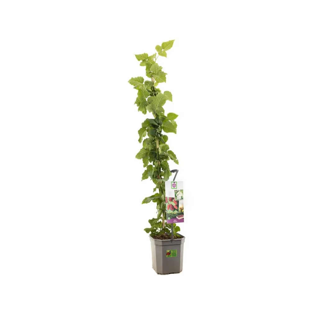 Kruising braam-framboos-loganbes (Rubus Tayberry P24) H 150 ø 24 cm